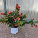 Grevillea folgore cespuglio v