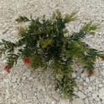 Grevillea ignite cespuglio v