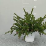 Grevillea winter wonder cespuglio v