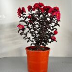 LAGERSTROEMIA INDICA NERA CESPUGLIO BUSH POT 24