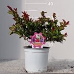 LAGERSTROEMIA INDICA - RED BUSH POT 15