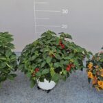 LANTANA BANDANA BUSH POT 14