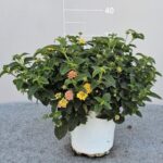 LANTANA CAMARA BUSH POT 17