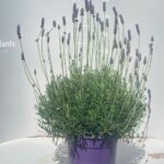 LAVANDULA DENTATA BUSH POT 24