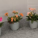 LEWISIA COTYLEDON BUSH POT 14