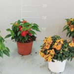 Lantana bandana cespuglio v