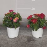 Lantana bandana cespuglio v