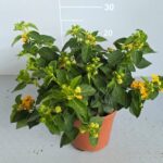 Lantana camara cespuglio v