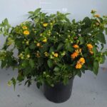 Lantana camara cespuglio v