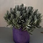 Lavandula angustifolia cespuglio v