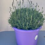 Lavandula dentata cespuglio v