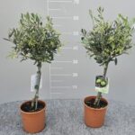 Olea europea alberello v. 15 h