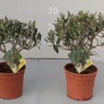 Olea europea cespuglio v