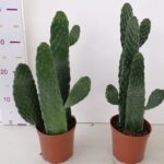 Opuntia ficus indica v