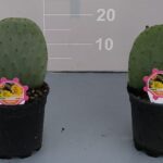 Opuntia ficus indica v